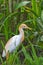 Egyptian Heron Cattle Egret during the breeding season. Chest, back and head are painted in bright red color