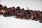 Egyptian hibiscus dry red tea (karkade) aligned pile (line), closeup