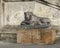 Egyptian Lion Sculpture Vatican Museum