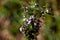 Egyptian mallow, Malva parviflora