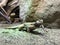 Egyptian mastigure Uromastyx aegyptia, Egyptian spiny-tailed lizard, Leptiens mastigure, Egyptian dabb lizard