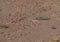 Egyptian Mastigure  or Uromastyx aegyptus in the desert