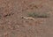 Egyptian Mastigure  or Uromastyx aegyptus in the desert