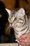 Egyptian Mau breed cat with green eyes