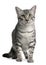 Egyptian Mau Cat, 7 months old, sitting