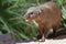 The Egyptian mongoose Herpestes ichneumon, also known as ichneumon, is a mongoose species native to the Iberian Peninsula
