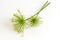 Egyptian papyrus sedge plant on a white background.