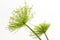 Egyptian papyrus sedge plant on a white background.