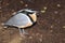 Egyptian plover