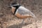 Egyptian plover