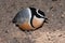 Egyptian plover (Pluvianus aegyptius)