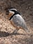 Egyptian plover (Pluvianus aegyptius)