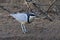 Egyptian plover Pluvianus aegyptius