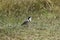 Egyptian plover, Pluvianus aegyptius