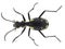 Egyptian predator beetle, Anthia Termophilum sexmaculata