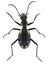 Egyptian predator beetle, Anthia Termophilum sexmaculata Coleoptera: Carabidae. Adult. Dorsal view. Isolated