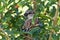 Egyptian sparrow hiding in among the leaves of a bush