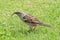 Egyptian sparrow stading on a lawn holding a grub