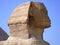 Egyptian sphinx head detail photo