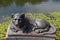Egyptian sphinx stylized cast-iron sculpture of a lion near pond with lilies, Kuzminsky park, Moscow