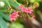 Egyptian Star Cluster flowers or Pentas Lanceolata in a garden.