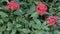 Egyptian Star Cluster Pentas with velvet fuzzy texture at the Florida Botanical Gardens in Largo, Florida, USA