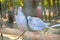 Egyptian turtledove sitting on wooden fence