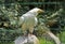 Egyptian vulture