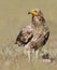 Egyptian vulture