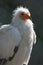 Egyptian vulture