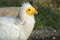 Egyptian vulture