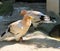 Egyptian vulture