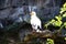 Egyptian vulture