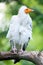 Egyptian Vulture