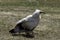 Egyptian vulture also called the white scavenger vulture or pharaoh`s chicken