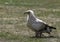 Egyptian vulture also called the white scavenger vulture or pharaoh`s chicken