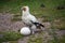 Egyptian  Vulture breaking an egg with a stone to find food inside.