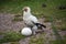 Egyptian  Vulture breaking an egg with a stone to find food inside.