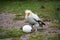 Egyptian  Vulture breaking an egg with a stone to find food inside.