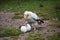Egyptian  Vulture breaking an egg with a stone to find food inside.
