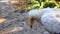 Egyptian Vulture Close Up of Head