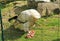 Egyptian vulture eating meat