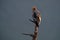 Egyptian vulture fly, Neophron percnopterus, big bird evening landing on the tree trunk, Madzarovo, Bulgaria, Eastern Rhodopes.