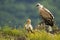 Egyptian vulture and griffon vulture sitting in Rhodopes mountains