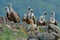 Egyptian vulture with group of Griffon Vulture, big birds of prey sitting on stone, rock mountain, nature habitat, Madzarovo, Bulg