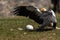 Egyptian Vulture is hunting bird egg Neophron percnopterus bird of prey, also called the white scavenger vulture or pharaoh`s ch