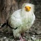 Egyptian Vulture (lat. Neophron percnopterus)