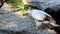 Egyptian Vulture Looking Around