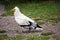 The Egyptian Vulture, Neophron Percnopterus,