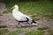 The Egyptian Vulture, Neophron Percnopterus,